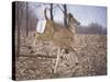 White-Tailed Deer-Rusty Frentner-Stretched Canvas