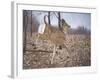 White-Tailed Deer-Rusty Frentner-Framed Giclee Print