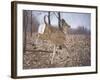 White-Tailed Deer-Rusty Frentner-Framed Giclee Print