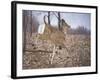 White-Tailed Deer-Rusty Frentner-Framed Giclee Print