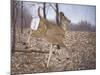 White-Tailed Deer-Rusty Frentner-Mounted Giclee Print