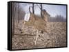 White-Tailed Deer-Rusty Frentner-Framed Stretched Canvas