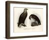 White-Tailed Eagle, 1864-null-Framed Giclee Print