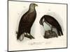 White-Tailed Eagle, 1864-null-Mounted Giclee Print