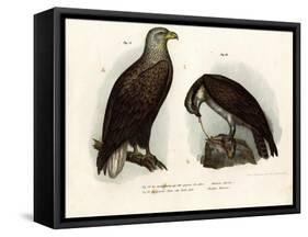 White-Tailed Eagle, 1864-null-Framed Stretched Canvas