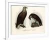 White-Tailed Eagle, 1864-null-Framed Giclee Print