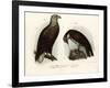 White-Tailed Eagle, 1864-null-Framed Giclee Print