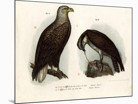 White-Tailed Eagle, 1864-null-Mounted Giclee Print