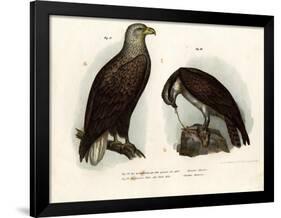 White-Tailed Eagle, 1864-null-Framed Giclee Print