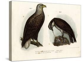 White-Tailed Eagle, 1864-null-Stretched Canvas