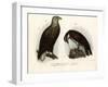 White-Tailed Eagle, 1864-null-Framed Giclee Print