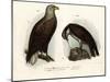 White-Tailed Eagle, 1864-null-Mounted Giclee Print
