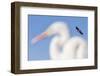 White-Tailed Eagle (Haliaeetus Albicilla) Flying-Bence Mate-Framed Photographic Print