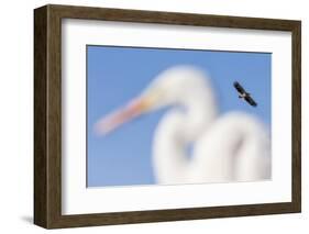 White-Tailed Eagle (Haliaeetus Albicilla) Flying-Bence Mate-Framed Photographic Print