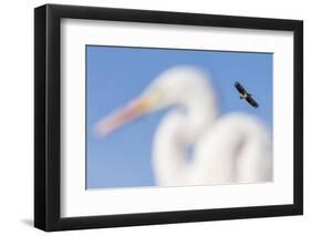 White-Tailed Eagle (Haliaeetus Albicilla) Flying-Bence Mate-Framed Photographic Print