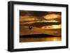 White-Tailed Eagle (Haliaeetus Albicilla) in Flight at Sunset, Norway, August-Danny Green-Framed Photographic Print