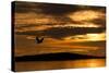 White-Tailed Eagle (Haliaeetus Albicilla) in Flight at Sunset, Norway, August-Danny Green-Stretched Canvas