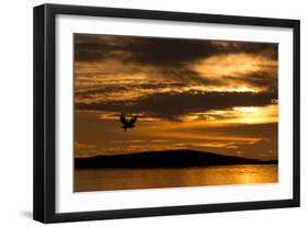 White-Tailed Eagle (Haliaeetus Albicilla) in Flight at Sunset, Norway, August-Danny Green-Framed Photographic Print