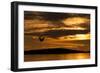 White-Tailed Eagle (Haliaeetus Albicilla) in Flight at Sunset, Norway, August-Danny Green-Framed Photographic Print