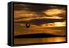 White-Tailed Eagle (Haliaeetus Albicilla) in Flight at Sunset, Norway, August-Danny Green-Framed Stretched Canvas