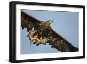 White-Tailed Eagle (Haliaeetus Albicilla) in Flight, Norway, August-Danny Green-Framed Photographic Print