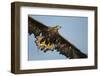 White-Tailed Eagle (Haliaeetus Albicilla) in Flight, Norway, August-Danny Green-Framed Photographic Print