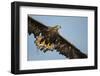 White-Tailed Eagle (Haliaeetus Albicilla) in Flight, Norway, August-Danny Green-Framed Photographic Print