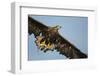 White-Tailed Eagle (Haliaeetus Albicilla) in Flight, Norway, August-Danny Green-Framed Photographic Print