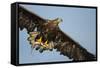 White-Tailed Eagle (Haliaeetus Albicilla) in Flight, Norway, August-Danny Green-Framed Stretched Canvas