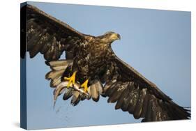 White-Tailed Eagle (Haliaeetus Albicilla) in Flight, Norway, August-Danny Green-Stretched Canvas