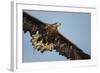 White-Tailed Eagle (Haliaeetus Albicilla) in Flight, Norway, August-Danny Green-Framed Photographic Print