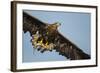 White-Tailed Eagle (Haliaeetus Albicilla) in Flight, Norway, August-Danny Green-Framed Photographic Print