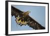 White-Tailed Eagle (Haliaeetus Albicilla) in Flight, Norway, August-Danny Green-Framed Photographic Print