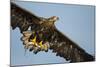 White-Tailed Eagle (Haliaeetus Albicilla) in Flight, Norway, August-Danny Green-Mounted Photographic Print