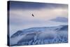 White-Tailed Eagle (Haliaeetus Albicilla) in Flight over Mountain Landscape at Dusk-Ben Hall-Stretched Canvas