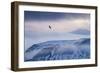 White-Tailed Eagle (Haliaeetus Albicilla) in Flight over Mountain Landscape at Dusk-Ben Hall-Framed Photographic Print