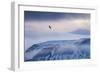 White-Tailed Eagle (Haliaeetus Albicilla) in Flight over Mountain Landscape at Dusk-Ben Hall-Framed Photographic Print