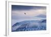 White-Tailed Eagle (Haliaeetus Albicilla) in Flight over Mountain Landscape at Dusk-Ben Hall-Framed Photographic Print