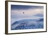 White-Tailed Eagle (Haliaeetus Albicilla) in Flight over Mountain Landscape at Dusk-Ben Hall-Framed Photographic Print