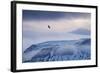 White-Tailed Eagle (Haliaeetus Albicilla) in Flight over Mountain Landscape at Dusk-Ben Hall-Framed Photographic Print