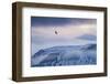 White-Tailed Eagle (Haliaeetus Albicilla) in Flight over Mountain Landscape at Dusk-Ben Hall-Framed Photographic Print