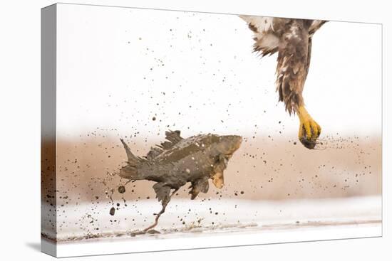 White-Tailed Eagle (Haliaeetus Albicilla) with Muddy Fish Slipping from its Claws-Bence Mate-Stretched Canvas