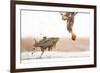 White-Tailed Eagle (Haliaeetus Albicilla) with Muddy Fish Slipping from its Claws-Bence Mate-Framed Photographic Print