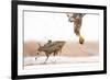 White-Tailed Eagle (Haliaeetus Albicilla) with Muddy Fish Slipping from its Claws-Bence Mate-Framed Photographic Print