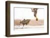 White-Tailed Eagle (Haliaeetus Albicilla) with Muddy Fish Slipping from its Claws-Bence Mate-Framed Photographic Print