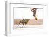 White-Tailed Eagle (Haliaeetus Albicilla) with Muddy Fish Slipping from its Claws-Bence Mate-Framed Photographic Print