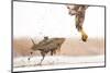 White-Tailed Eagle (Haliaeetus Albicilla) with Muddy Fish Slipping from its Claws-Bence Mate-Mounted Photographic Print