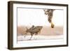 White-Tailed Eagle (Haliaeetus Albicilla) with Muddy Fish Slipping from its Claws-Bence Mate-Framed Photographic Print