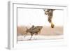 White-Tailed Eagle (Haliaeetus Albicilla) with Muddy Fish Slipping from its Claws-Bence Mate-Framed Photographic Print