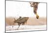 White-Tailed Eagle (Haliaeetus Albicilla) with Muddy Fish Slipping from its Claws-Bence Mate-Mounted Photographic Print